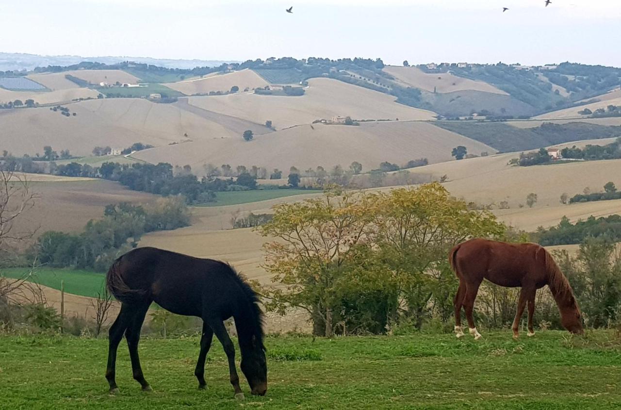 La Collina Dei Cavalieri Βίλα Belvedere Ostrense Εξωτερικό φωτογραφία